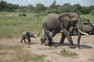 Elefantenfamilie nach dem Bad